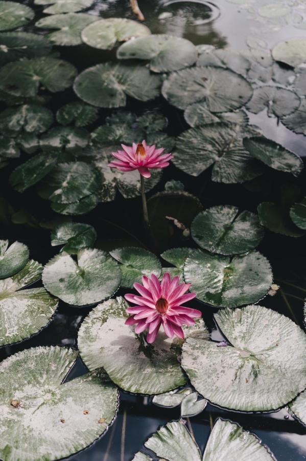 Appartamento Monet Garden Coffee Farm Chinan Esterno foto